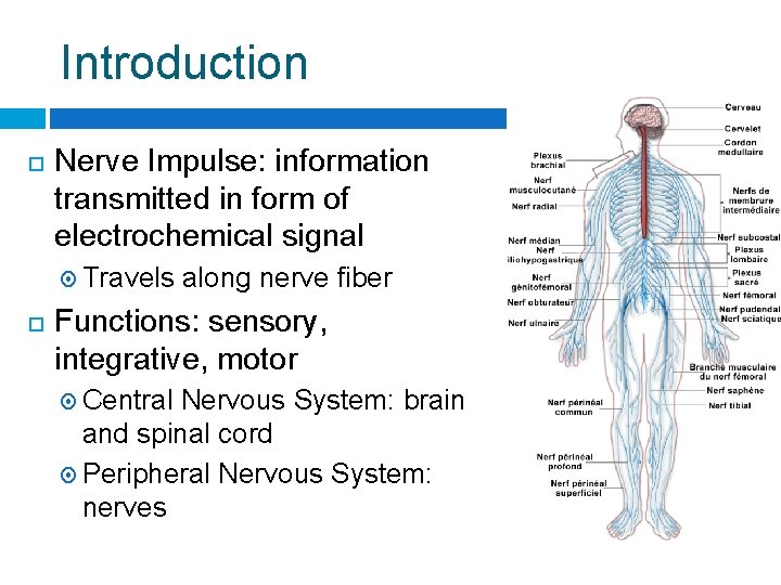 Introduction Nerve Impulse: information transmitted in form of electrochemical signal Travels along nerve fiber
