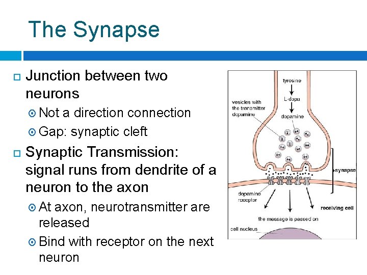 The Synapse Junction between two neurons Not a direction connection Gap: synaptic cleft Synaptic