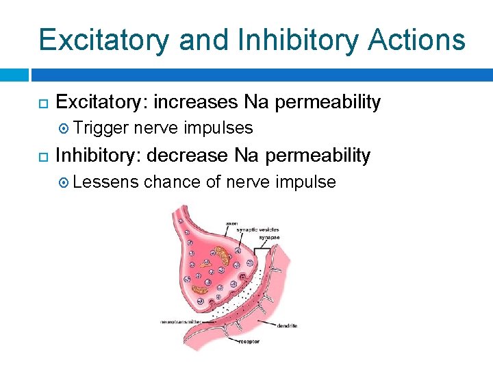 Excitatory and Inhibitory Actions Excitatory: increases Na permeability Trigger nerve impulses Inhibitory: decrease Na