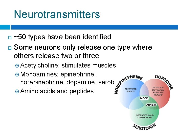 Neurotransmitters ~50 types have been identified Some neurons only release one type where others