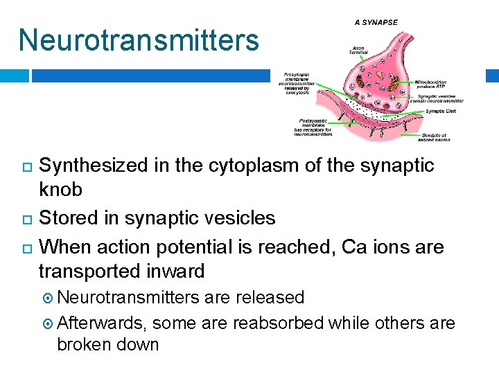 Neurotransmitters Synthesized in the cytoplasm of the synaptic knob Stored in synaptic vesicles When