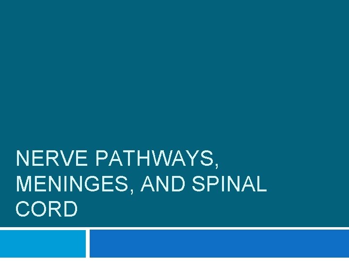 NERVE PATHWAYS, MENINGES, AND SPINAL CORD 