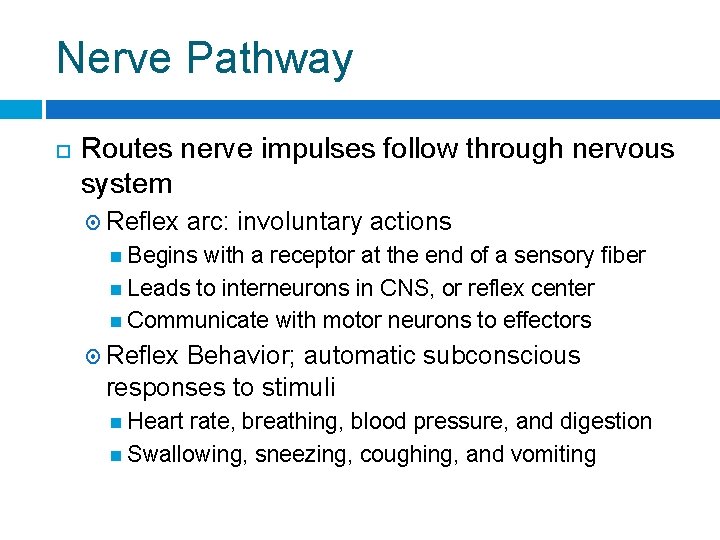 Nerve Pathway Routes nerve impulses follow through nervous system Reflex arc: involuntary actions Begins