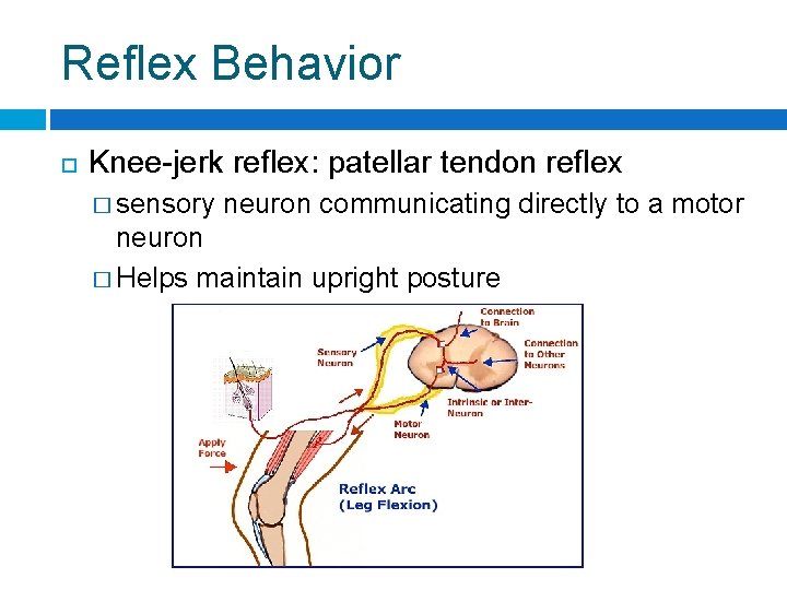 Reflex Behavior Knee-jerk reflex: patellar tendon reflex � sensory neuron communicating directly to a