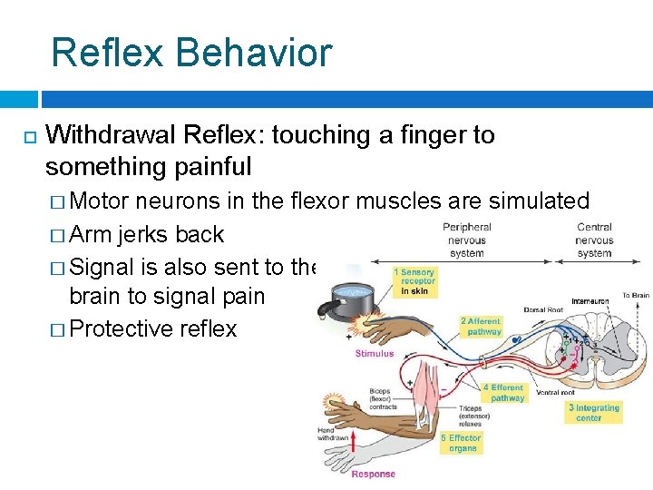 Reflex Behavior Withdrawal Reflex: touching a finger to something painful � Motor neurons in