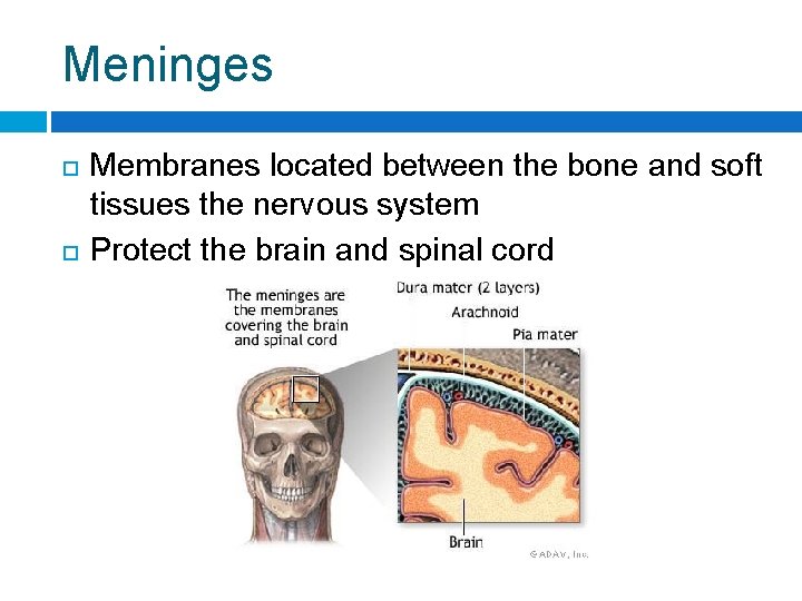Meninges Membranes located between the bone and soft tissues the nervous system Protect the