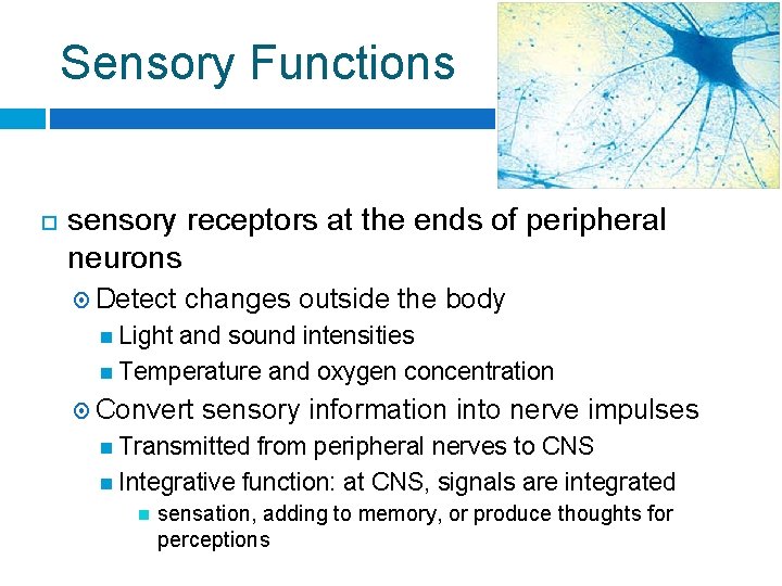 Sensory Functions sensory receptors at the ends of peripheral neurons Detect changes outside the