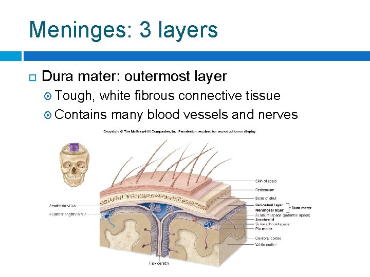 Meninges: 3 layers Dura mater: outermost layer Tough, white fibrous connective tissue Contains many