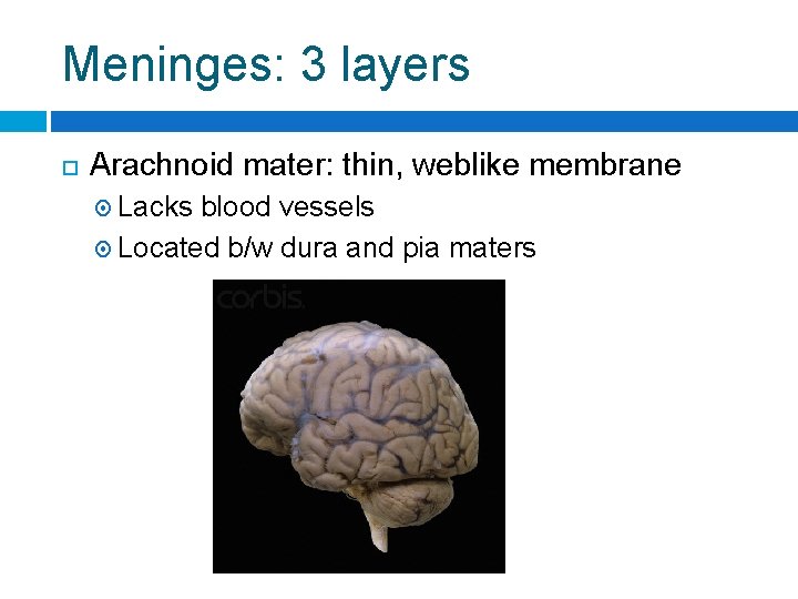 Meninges: 3 layers Arachnoid mater: thin, weblike membrane Lacks blood vessels Located b/w dura