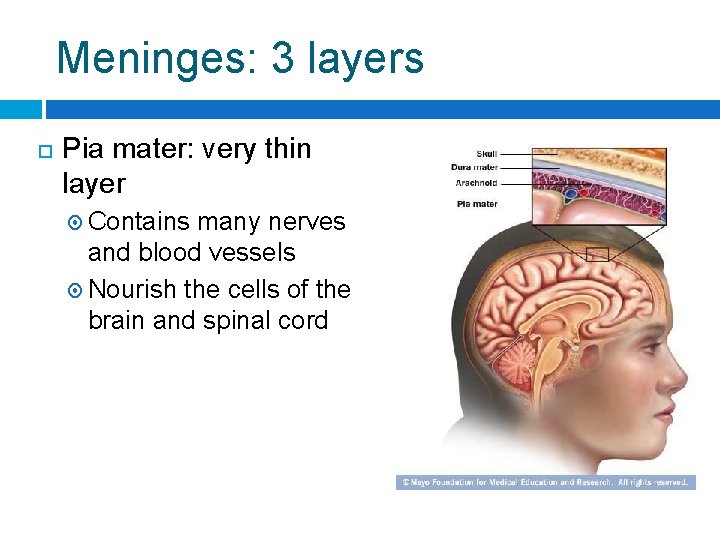Meninges: 3 layers Pia mater: very thin layer Contains many nerves and blood vessels