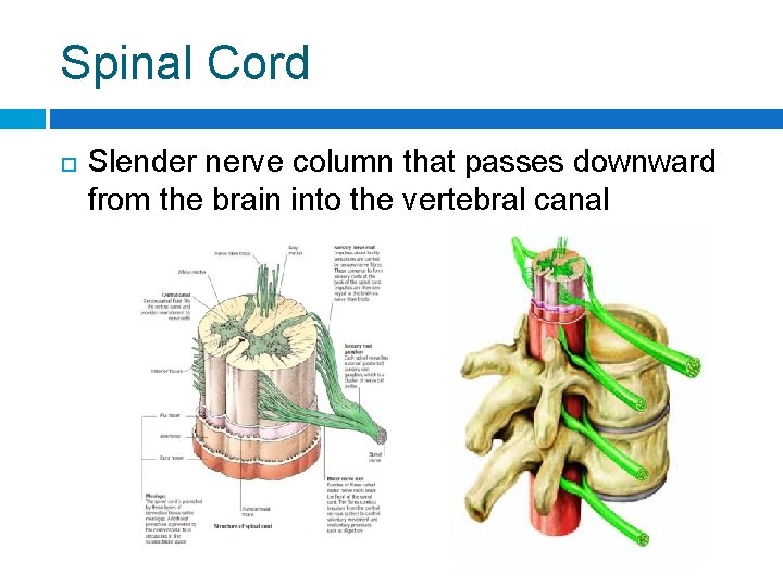 Spinal Cord Slender nerve column that passes downward from the brain into the vertebral