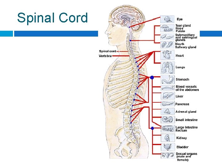 Spinal Cord 