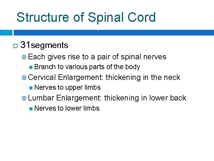 Structure of Spinal Cord 31 segments Each gives rise to a pair of spinal