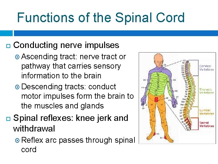 Functions of the Spinal Cord Conducting nerve impulses Ascending tract: nerve tract or pathway