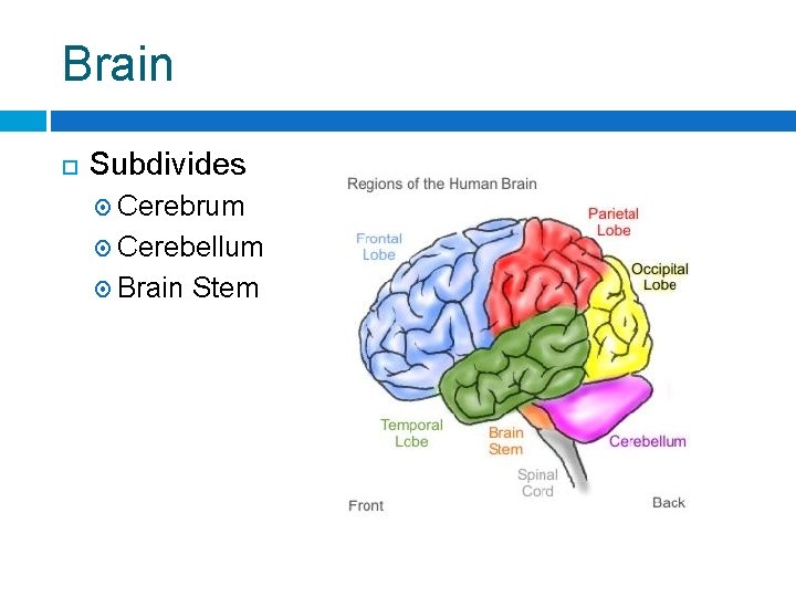Brain Subdivides Cerebrum Cerebellum Brain Stem 