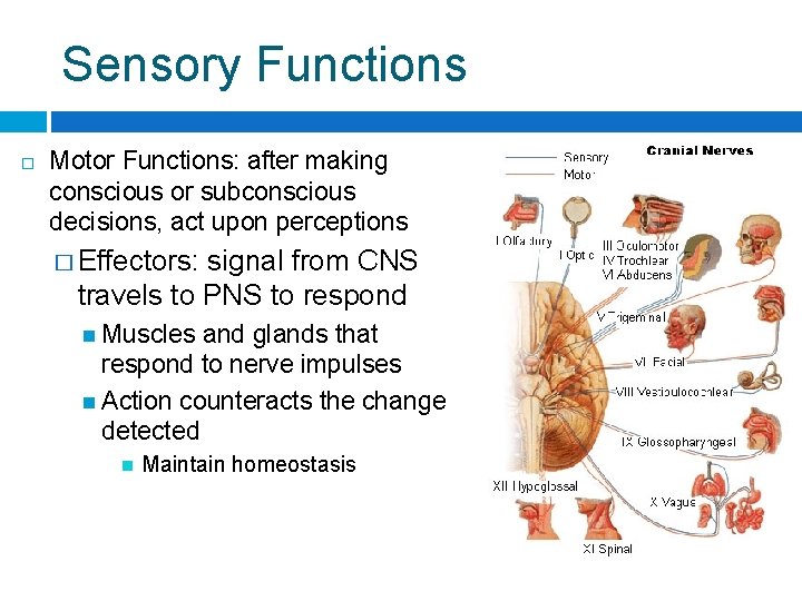 Sensory Functions Motor Functions: after making conscious or subconscious decisions, act upon perceptions �