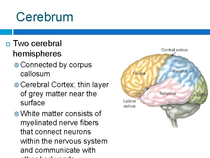 Cerebrum Two cerebral hemispheres Connected by corpus callosum Cerebral Cortex: thin layer of grey