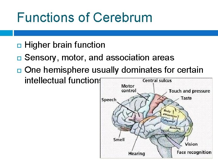 Functions of Cerebrum Higher brain function Sensory, motor, and association areas One hemisphere usually