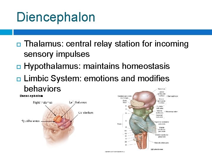 Diencephalon Thalamus: central relay station for incoming sensory impulses Hypothalamus: maintains homeostasis Limbic System: