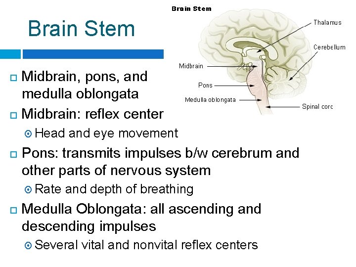 Brain Stem Midbrain, pons, and medulla oblongata Midbrain: reflex centers Head Pons: transmits impulses