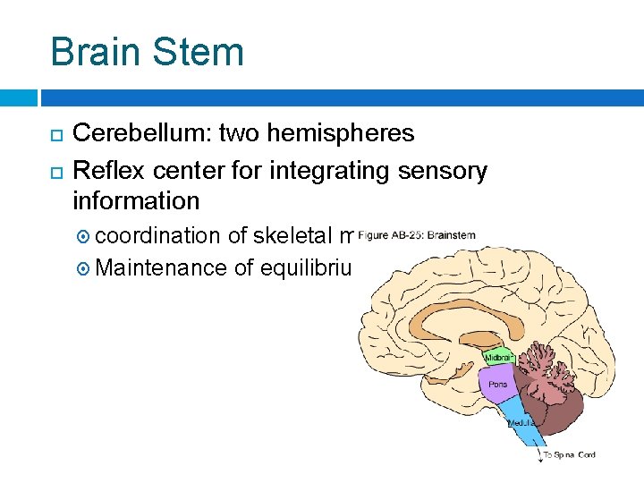 Brain Stem Cerebellum: two hemispheres Reflex center for integrating sensory information coordination of skeletal