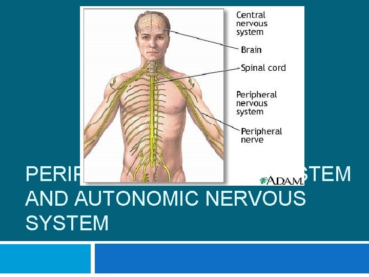 PERIPHERAL NERVOUS SYSTEM AND AUTONOMIC NERVOUS SYSTEM 