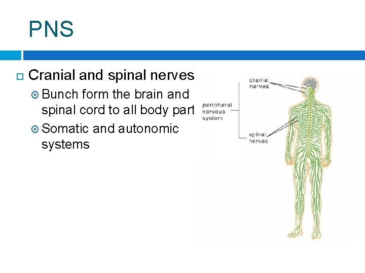 PNS Cranial and spinal nerves Bunch form the brain and spinal cord to all