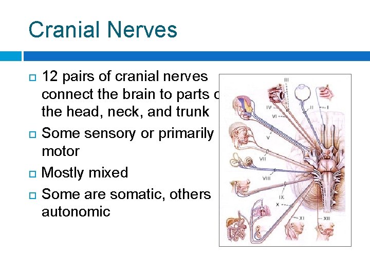 Cranial Nerves 12 pairs of cranial nerves connect the brain to parts of the