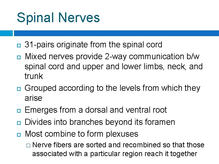 Spinal Nerves 31 -pairs originate from the spinal cord Mixed nerves provide 2 -way