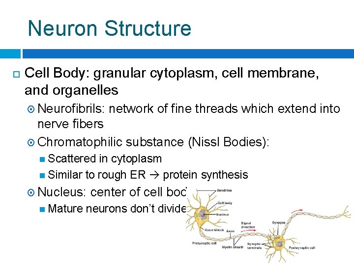 Neuron Structure Cell Body: granular cytoplasm, cell membrane, and organelles Neurofibrils: network of fine