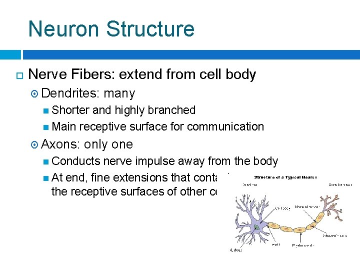 Neuron Structure Nerve Fibers: extend from cell body Dendrites: many Shorter and highly branched