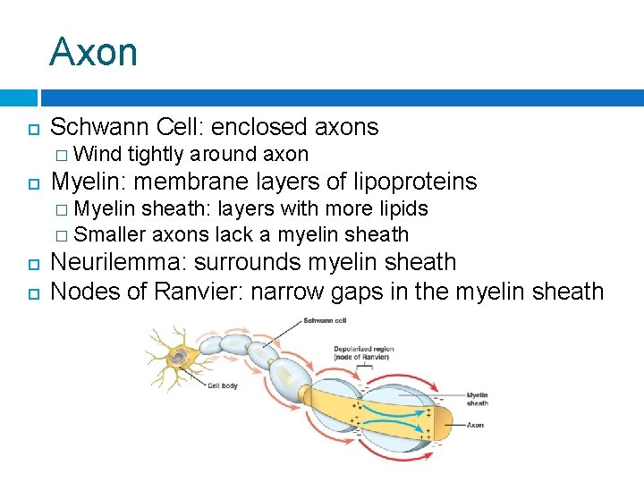 Axon Schwann Cell: enclosed axons � Wind tightly around axon Myelin: membrane layers of