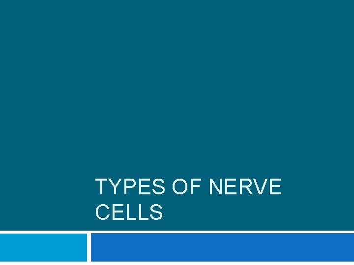 TYPES OF NERVE CELLS 