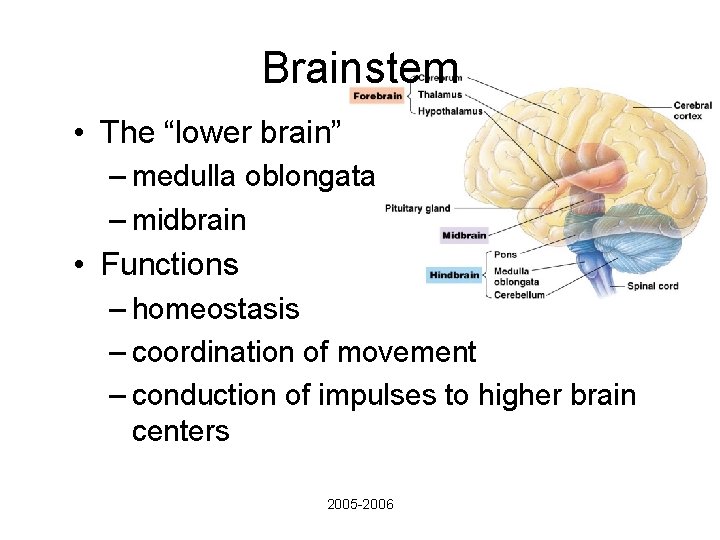 Brainstem • The “lower brain” – medulla oblongata – midbrain • Functions – homeostasis