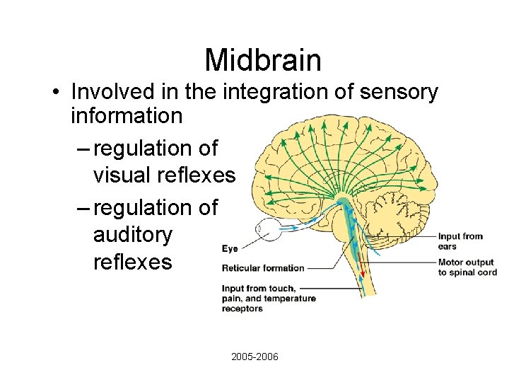 Midbrain • Involved in the integration of sensory information – regulation of visual reflexes