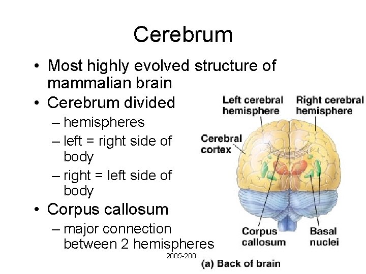 Cerebrum • Most highly evolved structure of mammalian brain • Cerebrum divided – hemispheres