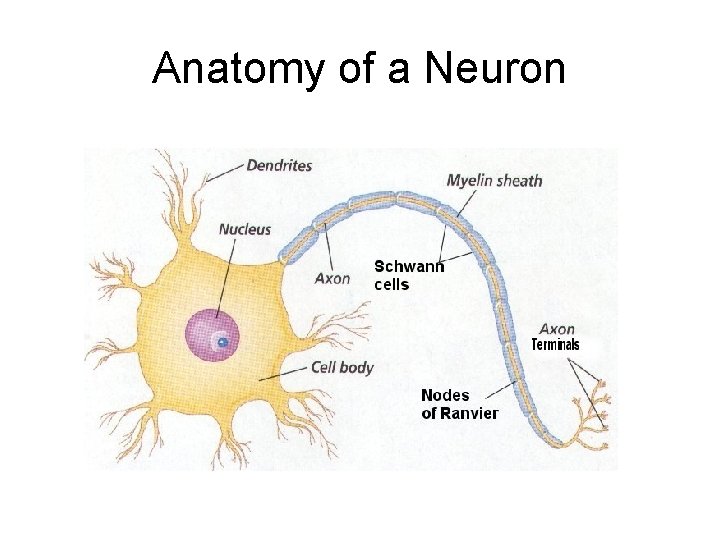 Anatomy of a Neuron 