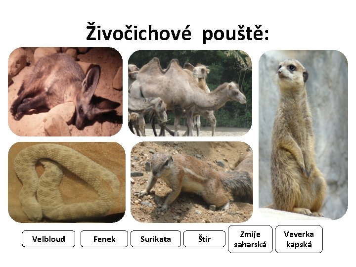 Živočichové pouště: Velbloud Fenek Surikata Štír Zmije saharská Veverka kapská 