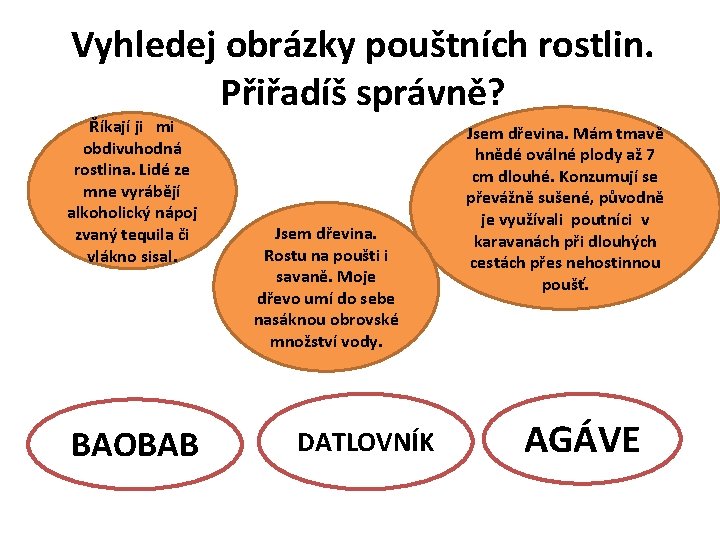 Vyhledej obrázky pouštních rostlin. Přiřadíš správně? Říkají ji mi obdivuhodná rostlina. Lidé ze mne