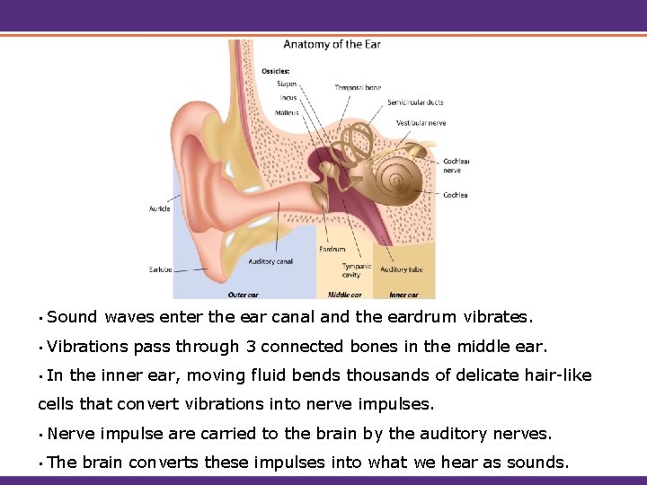  • Sound waves enter the ear canal and the eardrum vibrates. • Vibrations