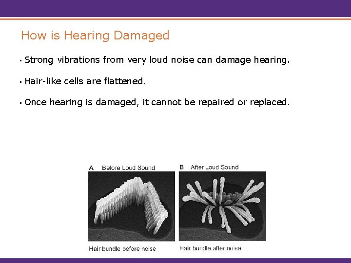 How is Hearing Damaged • Strong vibrations from very loud noise can damage hearing.