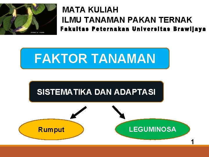 MATA KULIAH ILMU TANAMAN PAKAN TERNAK FAKTOR TANAMAN SISTEMATIKA DAN ADAPTASI Rumput LEGUMINOSA 1