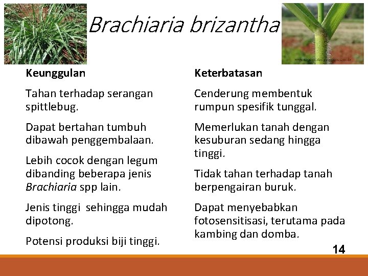 Brachiaria brizantha Keunggulan Keterbatasan Tahan terhadap serangan spittlebug. Cenderung membentuk rumpun spesifik tunggal. Dapat
