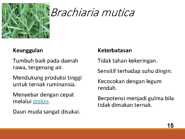 Brachiaria mutica Keunggulan Keterbatasan Tumbuh baik pada daerah rawa, tergenang air. Tidak tahan kekeringan.