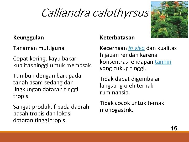 Calliandra calothyrsus Keunggulan Keterbatasan Tanaman multiguna. Kecernaan in vivo dan kualitas hijauan rendah karena