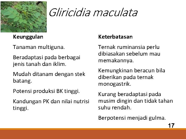 Gliricidia maculata Keunggulan Keterbatasan Tanaman multiguna. Ternak ruminansia perlu dibiasakan sebelum mau memakannya. Beradaptasi