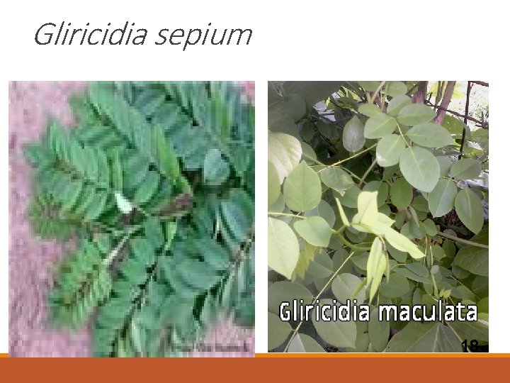 Gliricidia sepium 18 