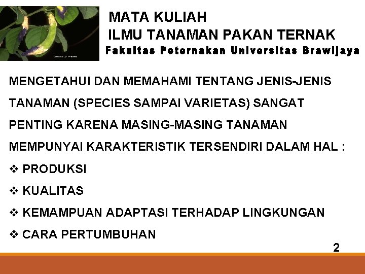 MATA KULIAH ILMU TANAMAN PAKAN TERNAK MENGETAHUI DAN MEMAHAMI TENTANG JENIS-JENIS TANAMAN (SPECIES SAMPAI