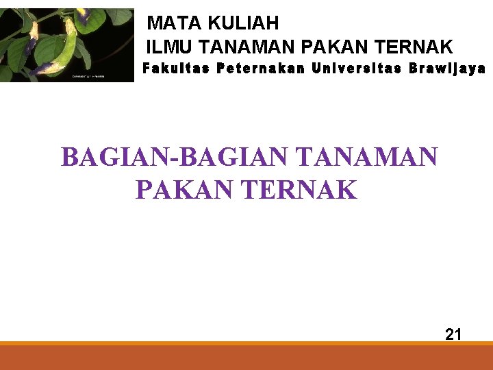 MATA KULIAH ILMU TANAMAN PAKAN TERNAK BAGIAN-BAGIAN TANAMAN PAKAN TERNAK 21 