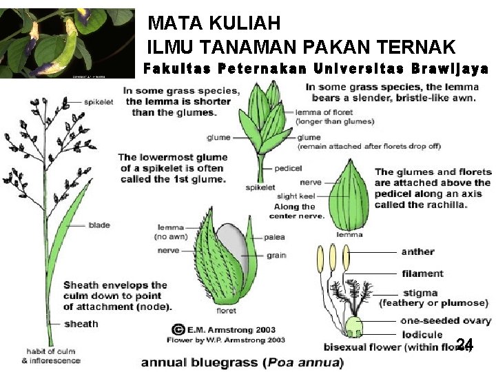 MATA KULIAH ILMU TANAMAN PAKAN TERNAK 15 24 